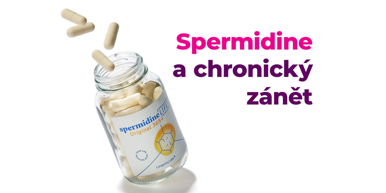 Role spermidinu v prevenci chronického zánětu