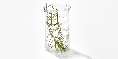 Proč zrovna Tea tree olej?