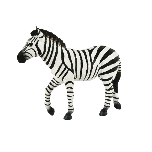 Zebra samec