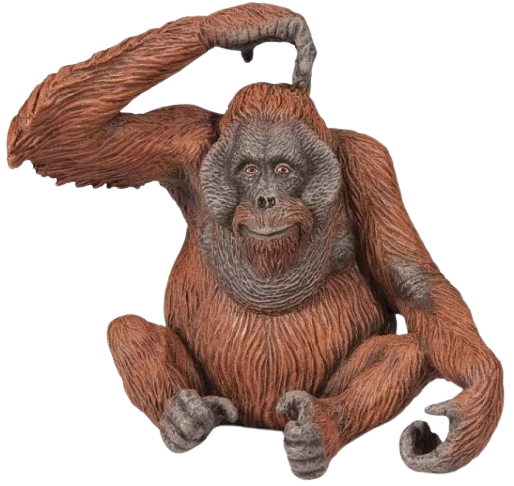 Orangutan