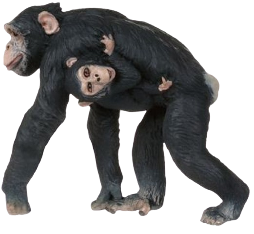 Šimpanz s mládětem