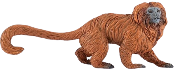 Lvíček zlatý Tamarin