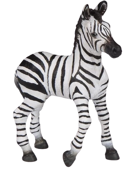 Zebra hříbě